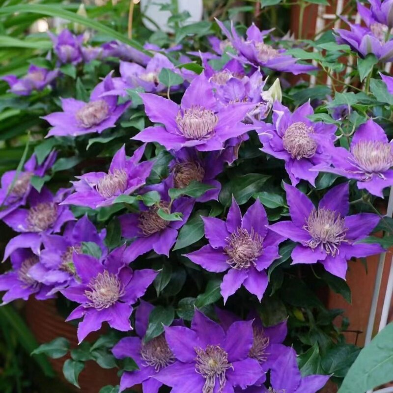 5加仑铁线莲阳台庭院地载盆栽爬藤花卉植物四季开花