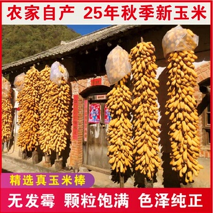 干玉米棒穗当年老玉米棒子玉米棒干穗道具装饰宠物磨牙道具河南