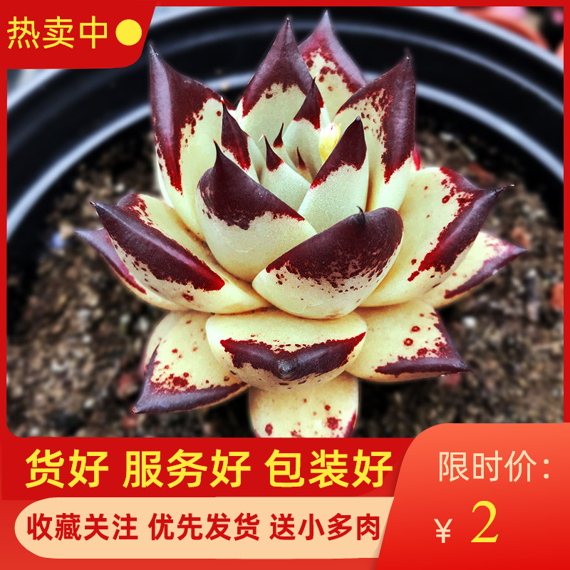 红檀多肉橙黄皮乌木黑檀汁血罗口红组合小苗系列超大老桩多肉植物