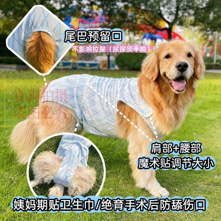 大狗生理裤包肚母狗经期中型犬月经裤大型犬术后服边牧绝育术后服