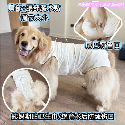 大狗生理裤包肚母狗经期中型犬月经裤大型犬术后服边牧绝育术后服