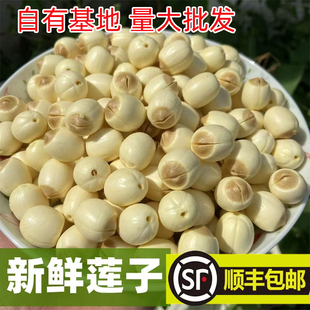 新鲜莲子手工去皮去芯江西广昌白莲鲜莲现摘粉糯炖汤煮粥顺丰包邮