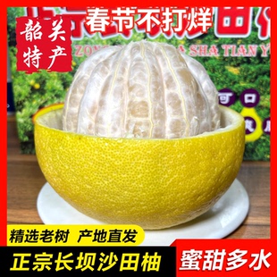 【长坝沙田柚】正宗韶关特产蜜柚 新鲜丹霞谢柚4个礼盒装中大果品