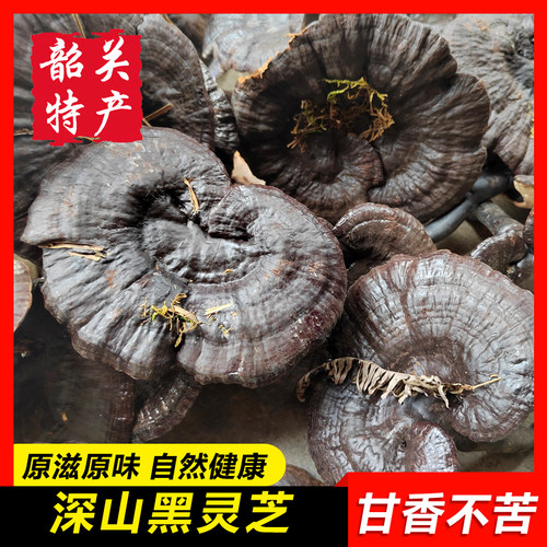 黑灵芝林芝韶关特产结实甘香不苦