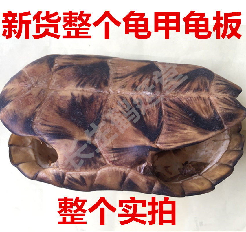 中药材整个龟甲龟板 带壳带板 草龟68元一个镇.新宅草龟板