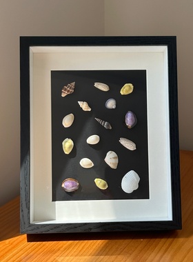 中空蝴蝶标本相框立体昆虫植物DIY干花手工贝壳海螺摆台画框摆件