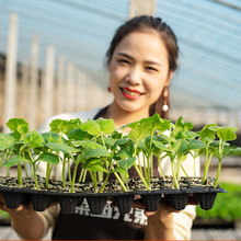 各种蔬菜种苗盆栽地栽番茄黄瓜辣椒千禧茄子四季菜苗春播苗子
