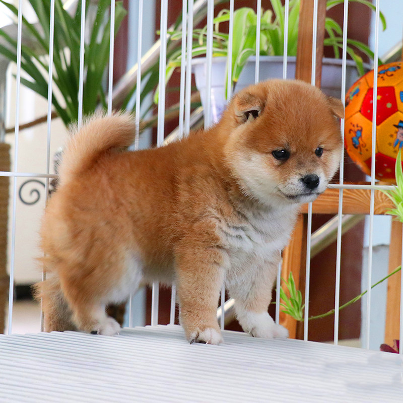 日本柴犬幼犬纯种豆柴活体狗狗cku犬舍小体赤色黑色公母血统秋田