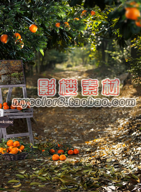 mycolor8 PS 婚纱 影楼摄影背景 儿童背景 桔子 素材图片16-290