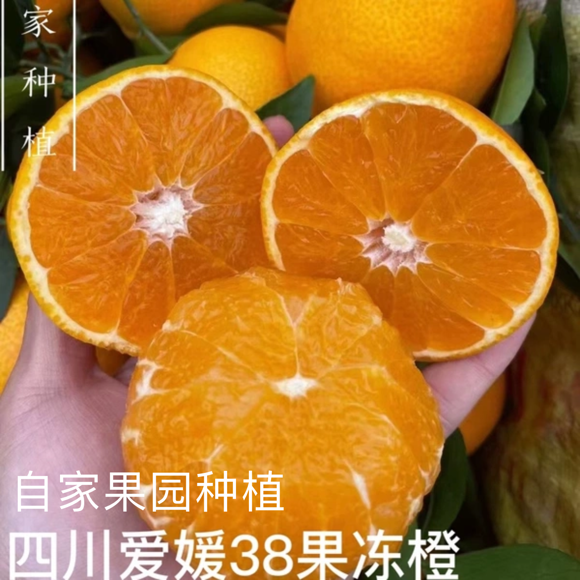 四川自家果园柑橘爱媛38号果冻橙现摘现发