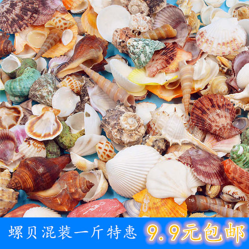 幼儿园环创景观装扮绘画天然贝壳