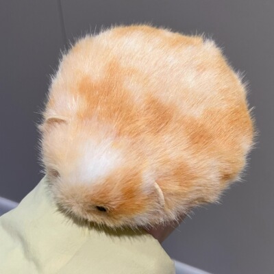 一块超萌好rua的桂花糕鼠饼手作礼物