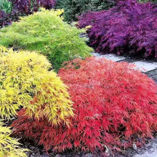 日本枫树歌姬月升金影 泰勒蝴蝶羽毛枫阳台植物景观红枫三季红