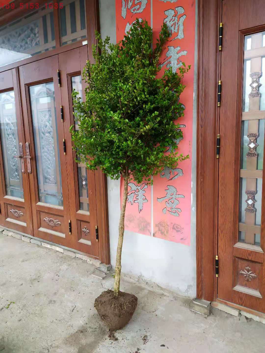 高杆黄杨树苗小叶黄杨独杆瓜子黄杨盆景造型树黄杨树盆栽庭院绿化