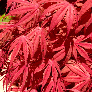日本枫树歌姬 高档名贵枫歌姬枫树 进口枫树盆栽阳台地栽植物