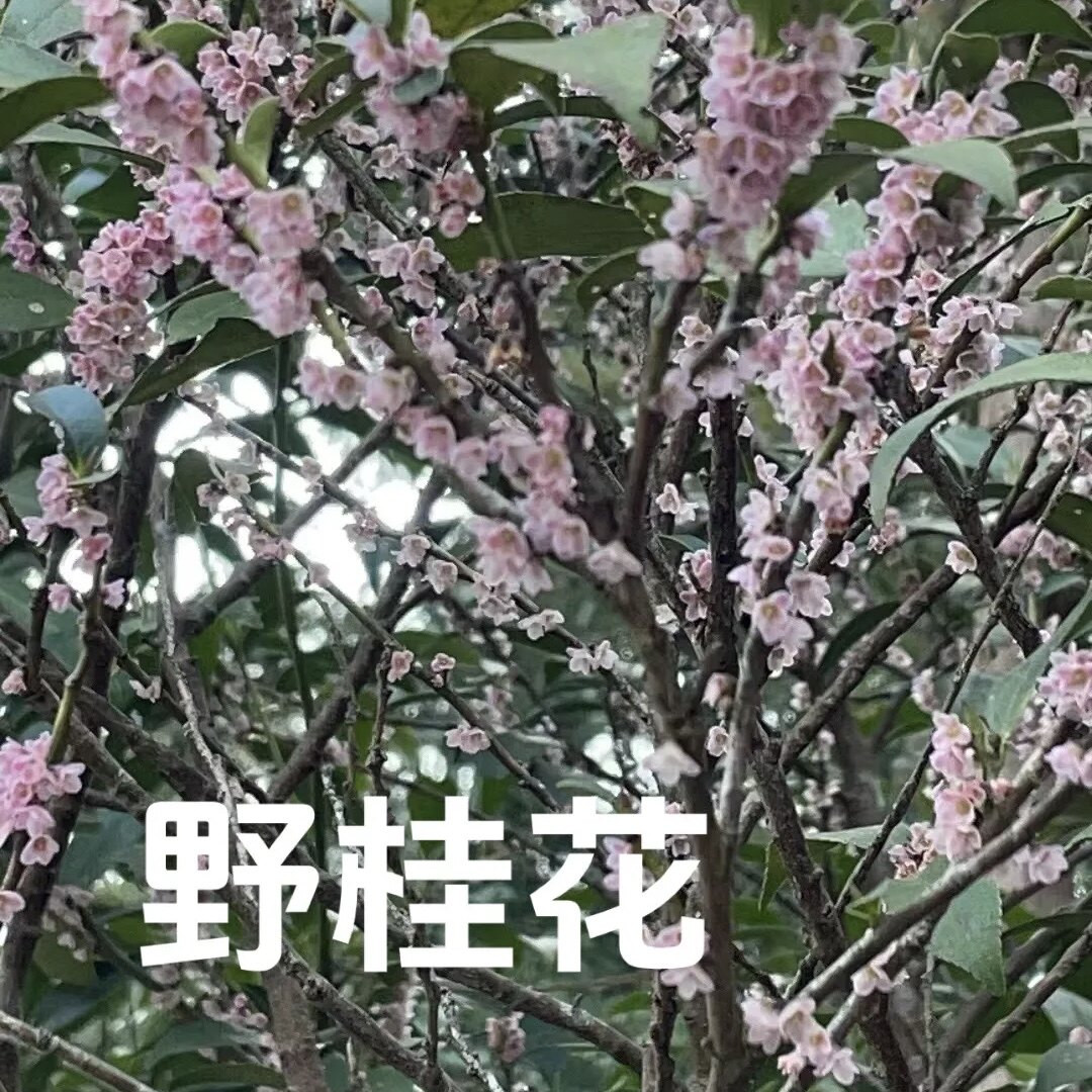 野桂花正宗柃木树苗野山桂养蜂冬蜜蜜源植物园艺盆景观花赏叶