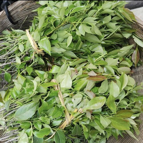 野生新鲜乌饭叶南烛特产乌米饭一斤装叶子现摘黑米饭叶天然植物