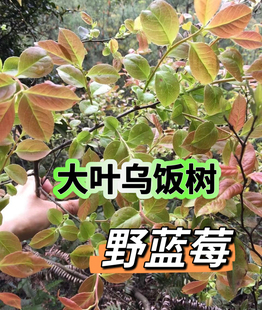 大叶乌饭树野蓝莓南烛老桩树苗支持一物一拍挑选嫁接蓝莓砧木