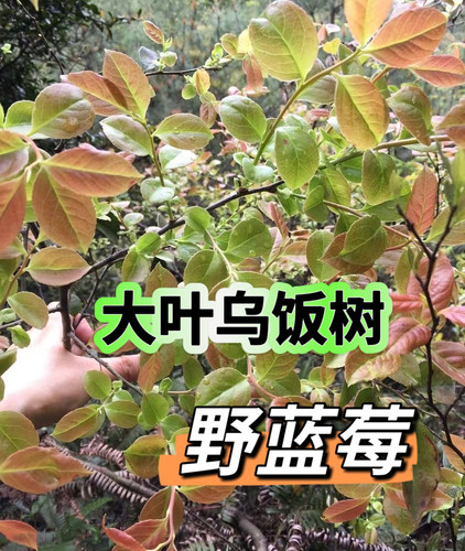 大叶乌饭树野蓝莓南烛老桩树苗支持一物一拍挑选嫁接蓝莓砧木
