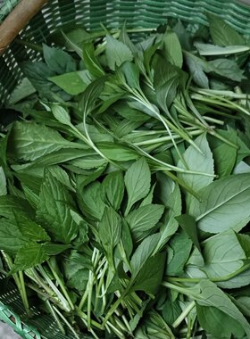 苦菜新鲜苦斋1斤包邮野生苦丁菜绿色煲汤野菜苦斋婆败酱草现摘