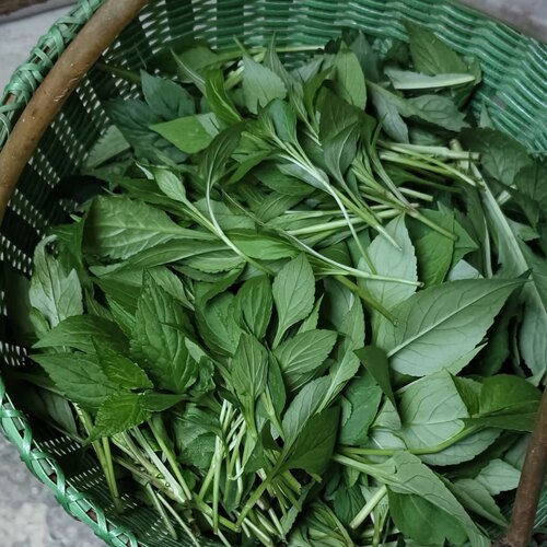苦菜新鲜苦斋1斤包邮野生苦丁菜绿色煲汤野菜苦斋婆败酱草现摘