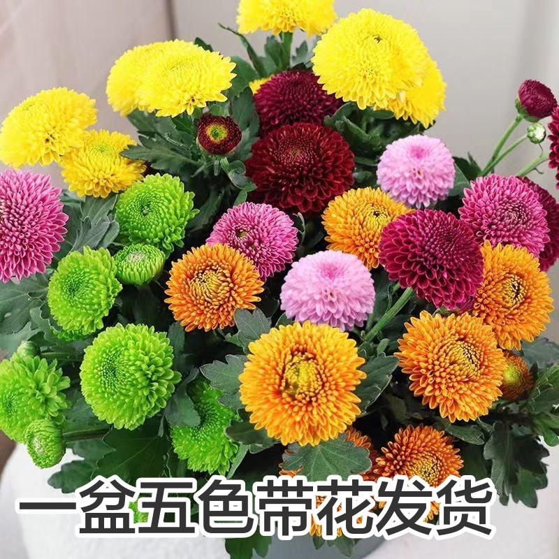 【带花苞发货】绿色乒乓球菊花盆栽大菊花九月菊千头菊四季开花