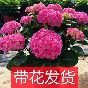 无尽夏绣球带花苞好养花苗八仙花