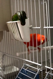 鸟用具塑料玉鸟鹦鹉金青麻刀盒筐子菜筐子玉鸟鸟用麻刀10个包邮