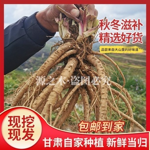甘肃现挖新鲜当归500g全归2 4颗无硫正宗湿当归党参黄芪组合正品