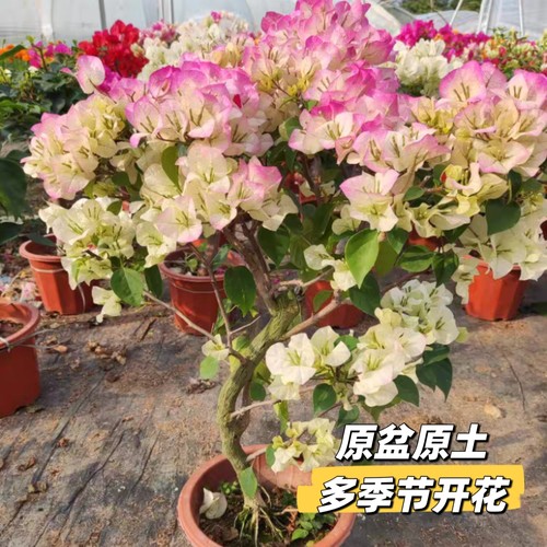 三角梅阳台勤花四季开花绿樱红樱