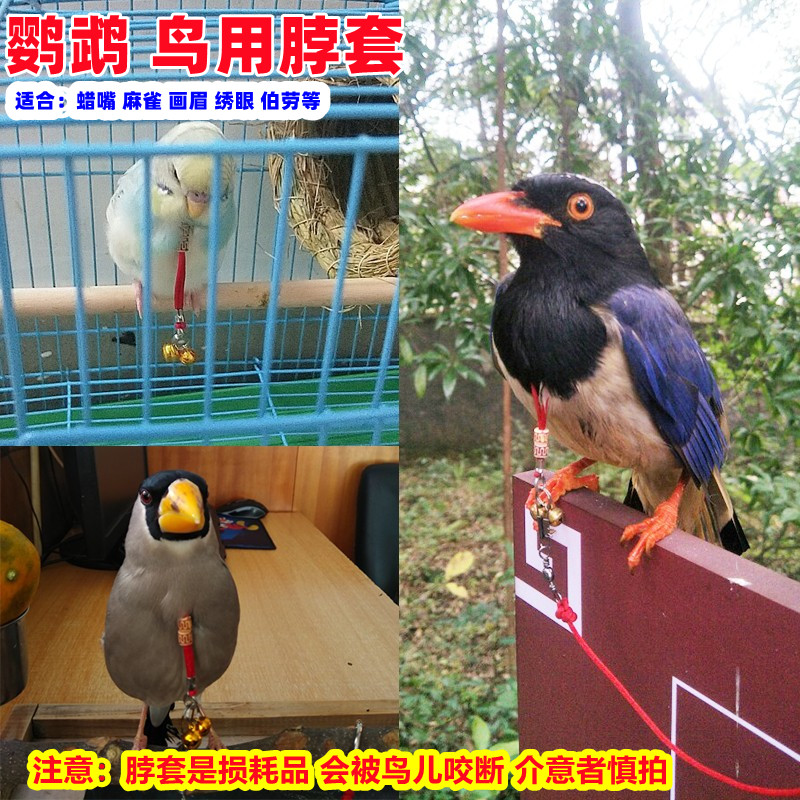 牡丹鹦鹉脖套虎皮放飞溜鸟绳鸟链子八哥玄凤栓鸟脖绳脖子套