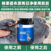 包邮 单眼伤风格 莱德衣原两日净赛鸽眼睛流泪红肿信鸽鹦鹉