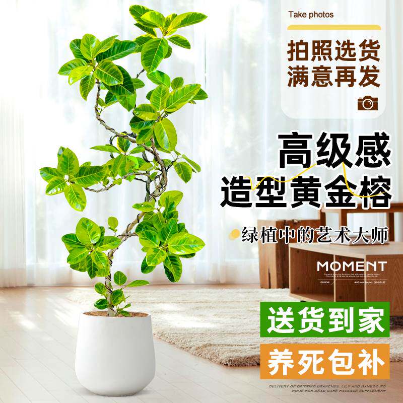 黄金榕盆栽造型花叶橡皮树办公室内客厅大型绿植富贵榕好养活植物