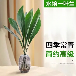网红一叶兰绿植水培绿植物四季常青适合水养的花懒人客厅摆件室内
