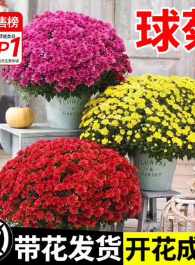 球菊花盆栽珠玉之卵花苗九月菊千头菊四季开花室内外好养花卉植物