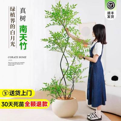 造型南天竹真树盆栽客厅大型绿植物办公室内火焰老桩好养四季常青