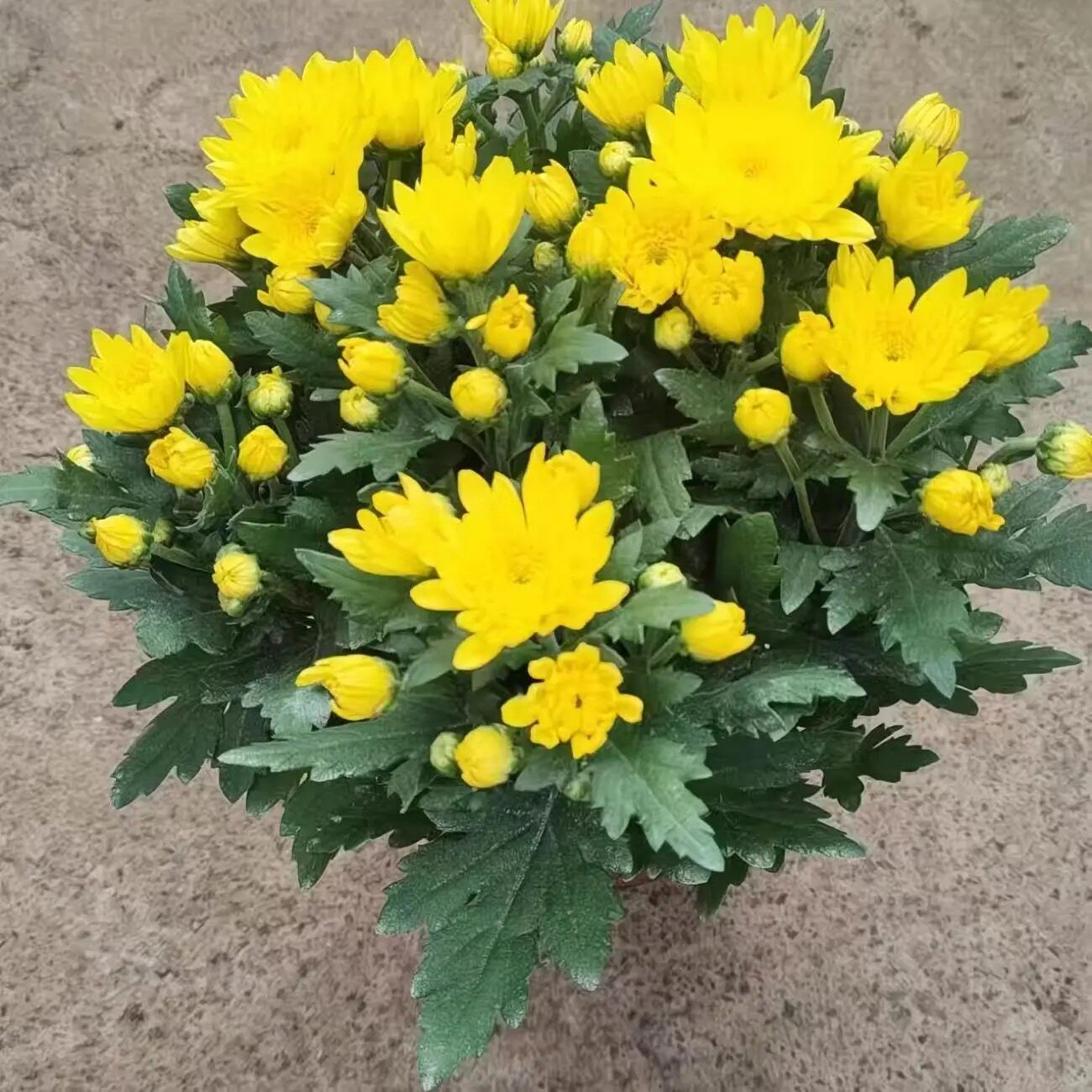 【带花苞】菊花盆栽鲜花直发黄菊花白菊花盆栽耐寒耐热时节专用图片
