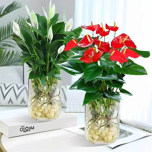 水培红掌盆栽花卉植物室内花水培白掌绿植盆栽新手好养带花发货