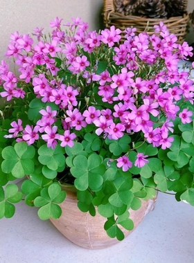 紫叶酢浆草种球幸运草炸酱草室内紫色醋酱草三叶草种子多年生盆栽