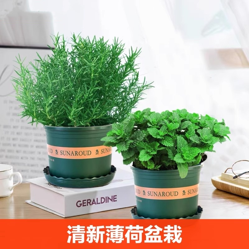 大盆薄荷盆栽可食用大苗室内驱蚊绿植迷迭香四季香草植物猫薄荷叶