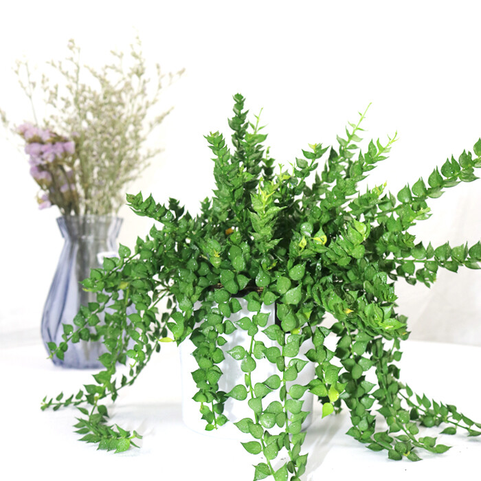 百万心盆栽好养植物室内垂吊兰千叶吊兰吸甲醛水培爬藤挂绿植图片