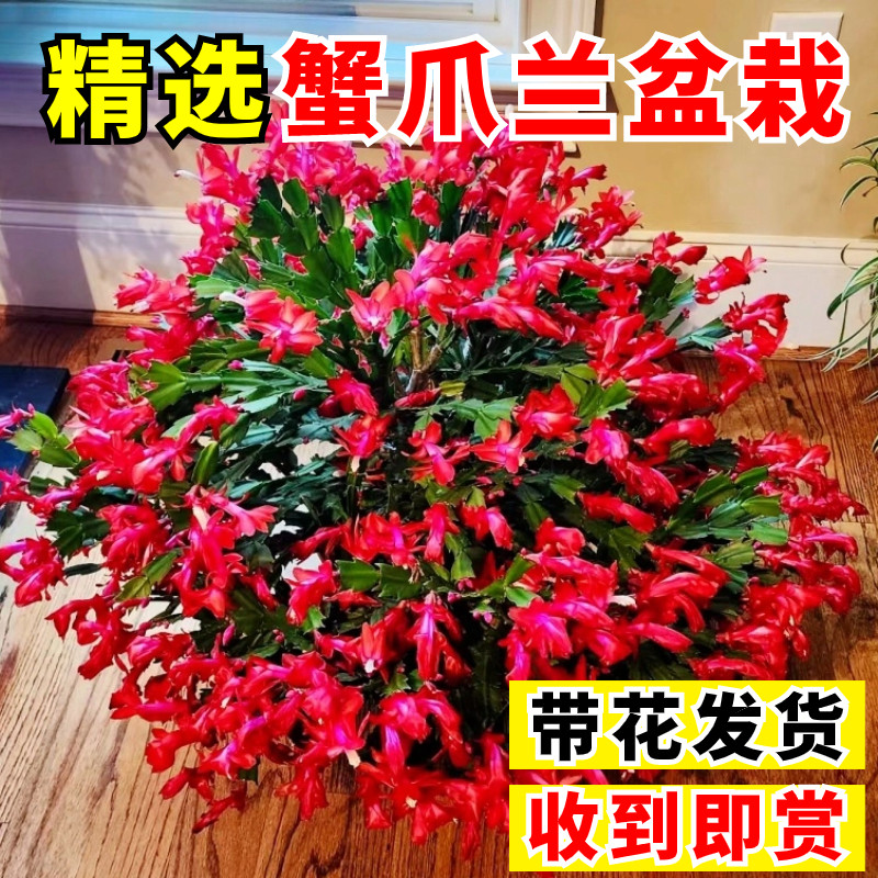 多色蟹爪兰盆栽带花苞四季好养君子兰嫁接重瓣蟹爪莲室内花卉好养,鲜花速递/花卉仿真/绿植园艺,时令草本花卉,淘宝优惠券,粉丝福利购,淘宝优惠卷