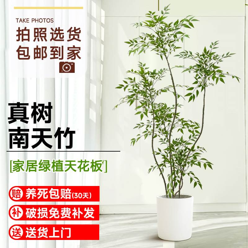 造型南天竹真树绿植大型室内盆栽客厅老桩造景庭院四季常青好养活