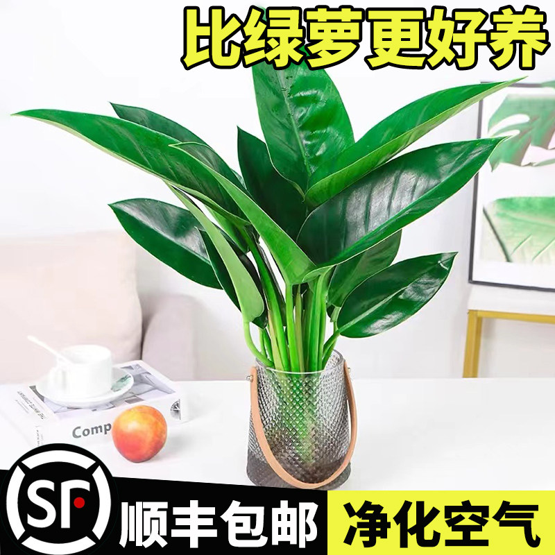 水培植物大金钻盆栽大叶绿公主室内桌面净化空气吸甲醛水养绿植