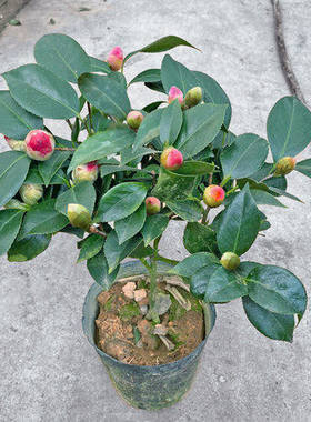 带花苞香妃山茶花盆栽五色赤丹花卉绿植物室内浓香型树苗