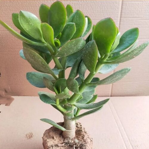 大玉树室内净化绿植花卉四季盆栽玻璃翠燕子掌多肉植物