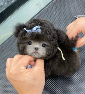 飞耳灰泰迪幼犬茶杯犬红色小体泰迪犬贵宾犬可送货上门货到付款