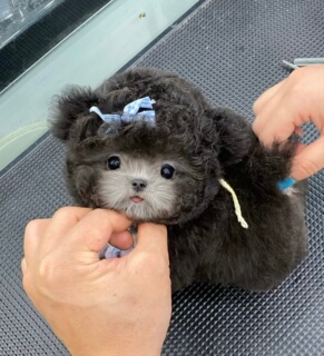飞耳灰泰迪幼犬茶杯犬红色小体泰迪犬贵宾犬可送货上门货到付款