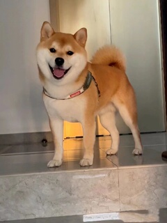 日本豆柴犬纯种幼犬狗 赤柴犬白色黑色柴犬送货上门货到付款