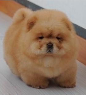 黑色肉嘴松狮犬面包嘴松狮幼犬白色黄色松狮狗可送货上门货到付款